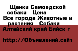 Щенки Самоедской собаки › Цена ­ 25 000 - Все города Животные и растения » Собаки   . Алтайский край,Бийск г.